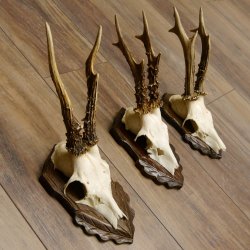 Cuernos de corzo, 3 piezas, corzos machos, cuernos de corzo tallados, placas de trofeo 22.1320