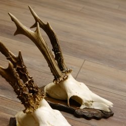 Cuernos de corzo, 3 piezas, corzos machos, cuernos de corzo tallados, placas de trofeo 22.1320