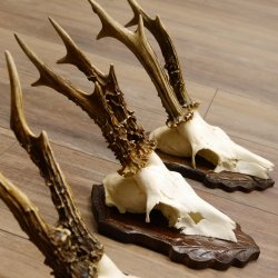 Cuernos de corzo, 3 piezas, corzos machos, cuernos de corzo tallados, placas de trofeo 22.1320