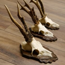 Cuernos de corzo, 3 piezas, corzos machos, cuernos de corzo tallados, placas de trofeo 22.1320