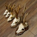 Deer antlers, 3 pieces, roe deer bucks, deer buck...