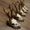 Deer antlers, 3 pieces, roe deer bucks, deer buck antlers, carved trophy signs 22.1320