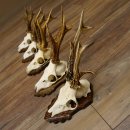 Deer antlers, 3 pieces, roe deer bucks, deer buck...