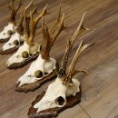 Deer antlers, 3 pieces, roe deer bucks, deer buck antlers, carved trophy signs 22.1320