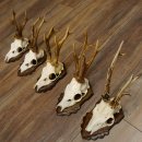 Deer antlers, 3 pieces, roe deer bucks, deer buck antlers, carved trophy signs 22.1320
