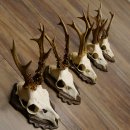 Deer antlers, 3 pieces, roe deer bucks, deer buck antlers, carved trophy signs 22.1320