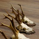 Deer antlers, 3 pieces, roe deer bucks, deer buck antlers, carved trophy signs 22.1320