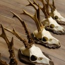 Deer antlers, 3 pieces, roe deer bucks, deer buck antlers, carved trophy signs 22.1320