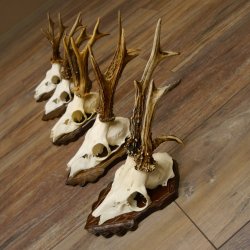 Deer antlers, 3 pieces, roe deer bucks, deer buck antlers, carved trophy signs 22.1320