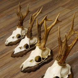Deer antlers, 3 pieces, roe deer bucks, deer buck antlers, carved trophy signs 22.1320