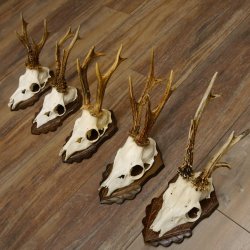 Deer antlers, 3 pieces, roe deer bucks, deer buck antlers, carved trophy signs 22.1320