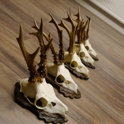 Deer antlers, 3 pieces, roe deer bucks, deer buck antlers, carved trophy signs 22.1320