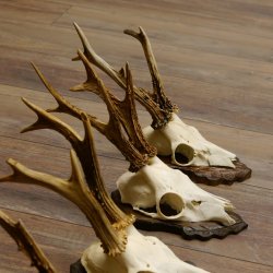 Deer antlers, 3 pieces, roe deer bucks, deer buck antlers, carved trophy signs 22.1320