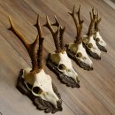 Deer antlers, 3 pieces, roe deer bucks, deer buck...