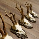 Rehgeweihe 5 Stück Rehböcke Reh Bock Geweihe geschnitzten Trophäenschilder 22.1327