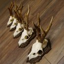 Deer antlers, 3 pieces, roe deer bucks, deer buck...