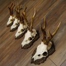 Rehgeweihe 5 Stück Rehböcke Reh Bock Geweihe geschnitzten Trophäenschilder 22.1327