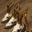 Rehgeweihe 5 Stück Rehböcke Reh Bock Geweihe geschnitzten Trophäenschilder 22.1327