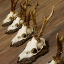 Rehgeweihe 5 Stück Rehböcke Reh Bock Geweihe geschnitzten Trophäenschilder 22.1327