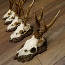 Rehgeweihe 5 Stück Rehböcke Reh Bock Geweihe geschnitzten Trophäenschilder 22.1327