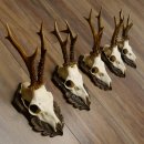 Rehgeweihe 5 Stück Rehböcke Reh Bock Geweihe geschnitzten Trophäenschilder 22.1327