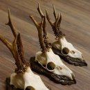 Rehgeweihe 5 Stück Rehböcke Reh Bock Geweihe geschnitzten Trophäenschilder 22.1327