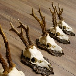 Rehgeweihe 5 Stück Rehböcke Reh Bock Geweihe geschnitzten Trophäenschilder 22.1327