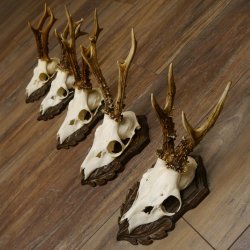 Rehgeweihe 5 Stück Rehböcke Reh Bock Geweihe geschnitzten Trophäenschilder 22.1327