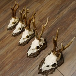 Rehgeweihe 5 Stück Rehböcke Reh Bock Geweihe geschnitzten Trophäenschilder 22.1327