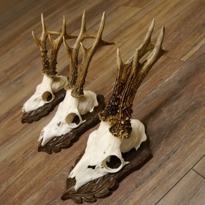 Deer antlers, 3 pieces, roe deer bucks, deer buck antlers, carved trophy signs 22.1320