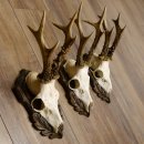 Deer antlers, 3 pieces, roe deer bucks, deer buck antlers, carved trophy signs 22.1320