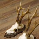 Bois de chevreuil, 3 pièces, chevreuils...