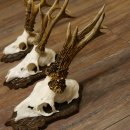 Deer antlers, 3 pieces, roe deer bucks, deer buck antlers, carved trophy signs 22.1320