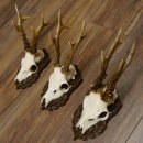 Deer antlers, 3 pieces, roe deer bucks, deer buck antlers, carved trophy signs 22.1320