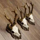 Deer antlers, 3 pieces, roe deer bucks, deer buck antlers, carved trophy signs 22.1320