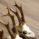 Deer antlers, 3 pieces, roe deer bucks, deer buck antlers, carved trophy signs 22.1320