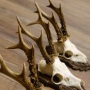 Deer antlers, 3 pieces, roe deer bucks, deer buck antlers, carved trophy signs 22.1320