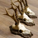 Deer antlers, 3 pieces, roe deer bucks, deer buck antlers, carved trophy signs 22.1320