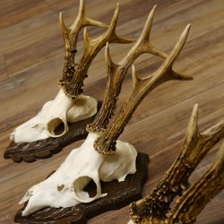 Deer antlers, 3 pieces, roe deer bucks, deer buck antlers, carved trophy signs 22.1320
