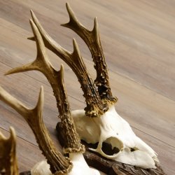 Deer antlers, 3 pieces, roe deer bucks, deer buck antlers, carved trophy signs 22.1320