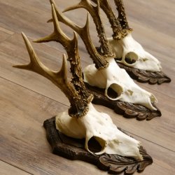 Deer antlers, 3 pieces, roe deer bucks, deer buck antlers, carved trophy signs 22.1320