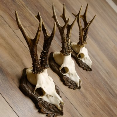 Cuernos de corzo, 3 piezas, corzos machos, cuernos de corzo tallados, placas de trofeo 22.1320