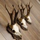 Bois de chevreuil, 3 pièces, chevreuils...