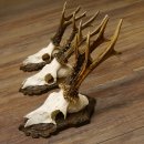 Bois de chevreuil, 3 pièces, chevreuils...