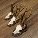 Cuernos de corzo, 3 piezas, corzos machos, cuernos de corzo tallados, placas de trofeo 22.1320