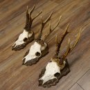 Cuernos de corzo, 3 piezas, corzos machos, cuernos de corzo tallados, placas de trofeo 22.1320