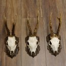 Cuernos de corzo, 3 piezas, corzos machos, cuernos de corzo tallados, placas de trofeo 22.1320