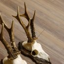 Cuernos de corzo, 3 piezas, corzos machos, cuernos de corzo tallados, placas de trofeo 22.1320
