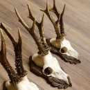 Cuernos de corzo, 3 piezas, corzos machos, cuernos de corzo tallados, placas de trofeo 22.1320
