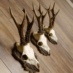 Cuernos de corzo, 3 piezas, corzos machos, cuernos de corzo tallados, placas de trofeo 22.1320